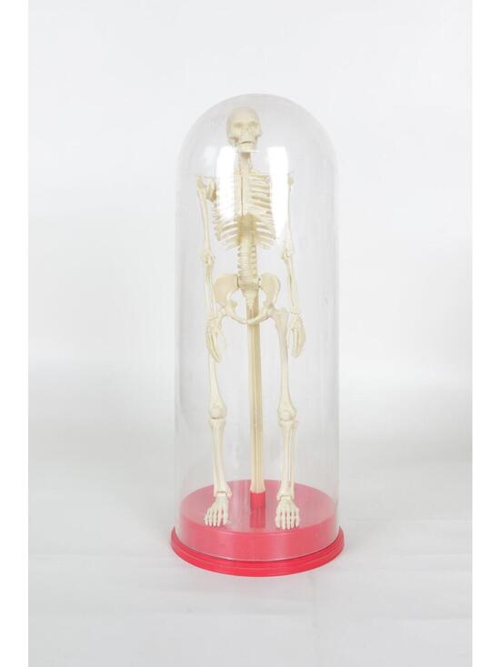 Other - 1991' Human Skeleton Model